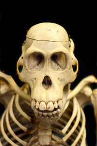 Close-up of human skull