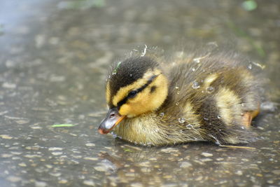 Close-up of a duck in a water