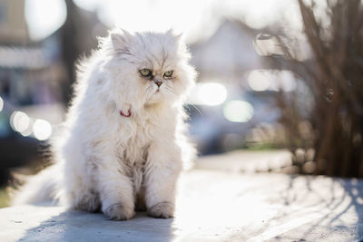 Portrait of white cat