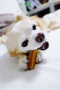 Close-up portrait of dog