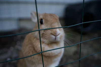 Close-up of a cat in cage