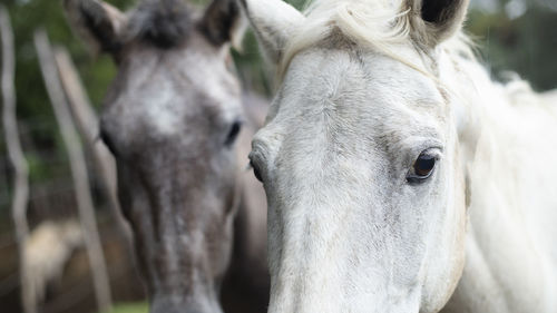 Close up of couple of horses with curious look
