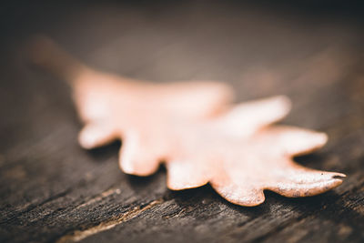 Close-up of cookies on table