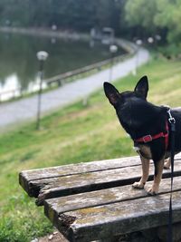 Black dog sitting on bench