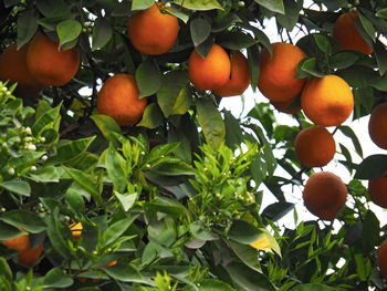 Low angle view of fruits on tree