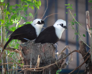 Close-up of birds perching on plant