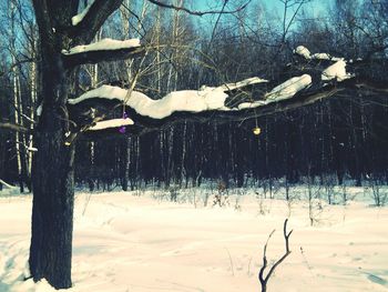 High angle view of snow covered tree in winter