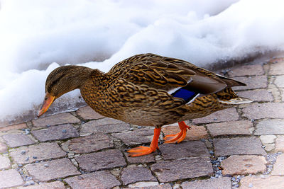 Duck on snow