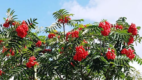 Low angle view of red berries on tree against sky