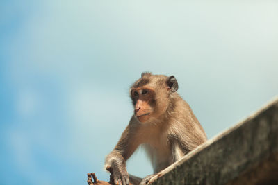 Low angle view of monkey sitting against sky