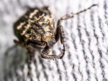 Close-up of insect on snow