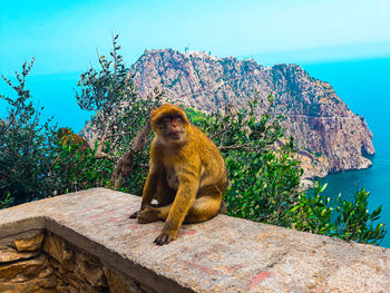 Monkey sitting on rock against sky