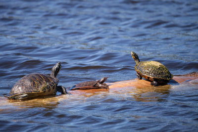 Softshell turtle apalone ferox sits on a log with a florida red bellied turtle pseudemys nelsoni 