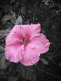 Close-up of pink flower