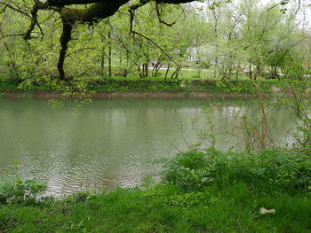 Reflection of trees in pond