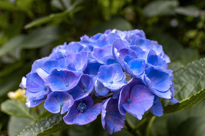 Close-up of purple hydrangea blue flower