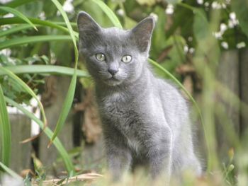 Close-up of cat on tree