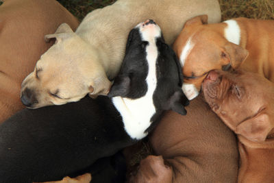High angle view of two dogs sleeping