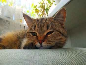 Close-up portrait of a cat resting