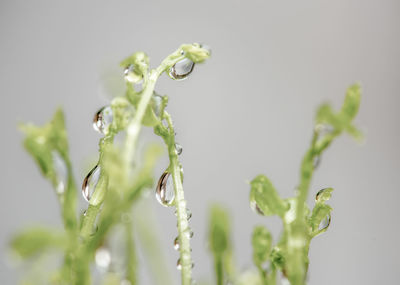 Close-up of water drop on plant against white background