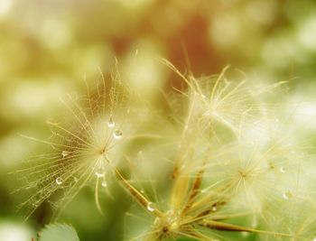Close-up of spider on web