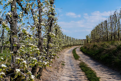 Empty road amidst trees on field against sky