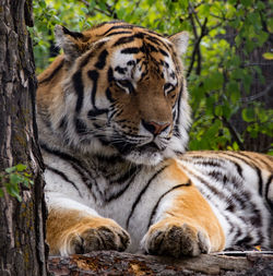 Portrait of tiger resting in zoo