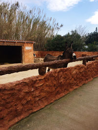 View of a horse against the sky