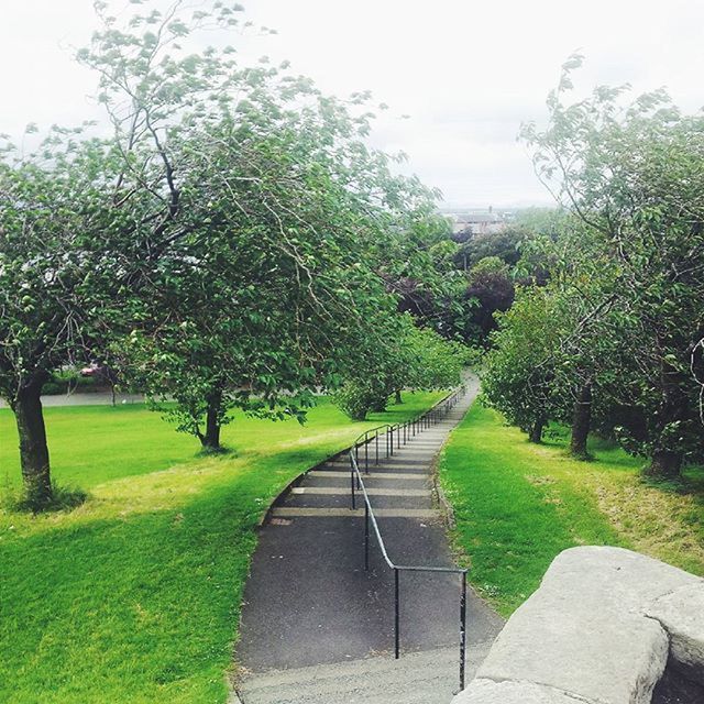 tree, grass, green color, growth, park - man made space, the way forward, footpath, nature, tranquility, park, lawn, sunlight, tranquil scene, shadow, beauty in nature, green, sky, day, empty, lush foliage