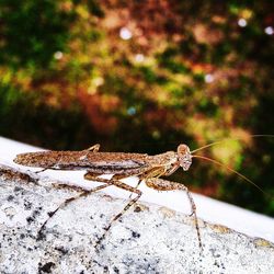 Close-up of spider on rock