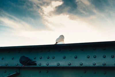 Low angle view of bird perching on roof against sky