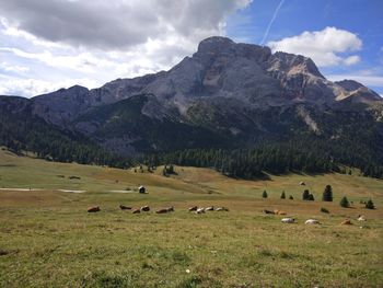 Flock of sheep grazing on field against mountains