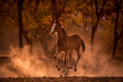 Horse running on field