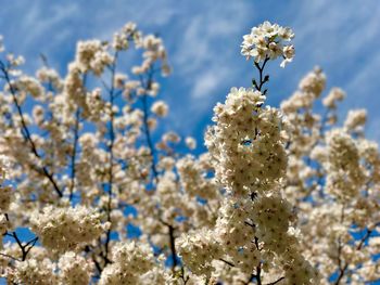 Low angle view of flower tree against blue sky