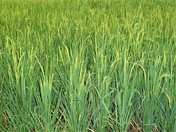 Full frame shot of corn field