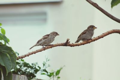 Low angle view of birds perching on tree