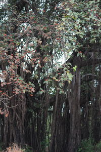 Tree growing on a tree