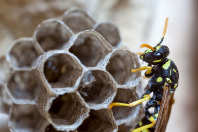 Female paper wasp building her nest