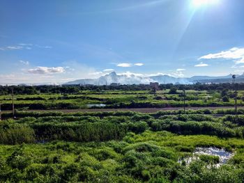 Scenic view of agricultural field against sky