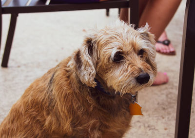 Close-up of dog looking away