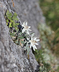 Close-up of plant against blurred background