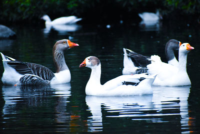 Swans swimming in lake