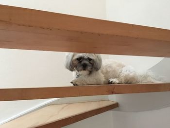 Portrait of dog sitting on steps at home