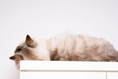 Cat looking away over white background