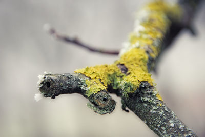 Close-up of lizard on yellow leaf