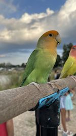 Close-up of bird perching on wood