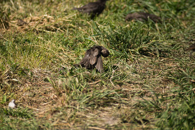 Monkey in a field