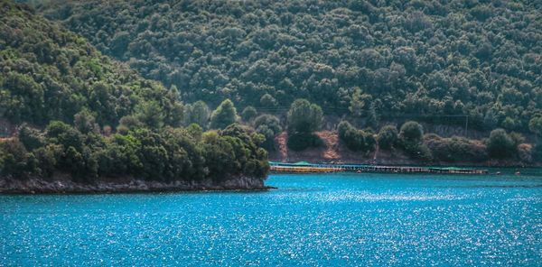 Scenic view of swimming pool in forest