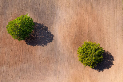 High angle view of plant against white background