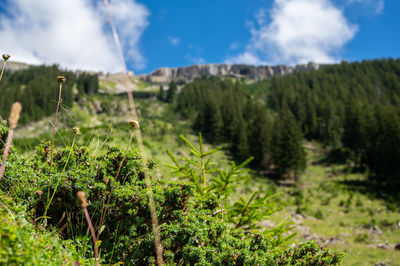 Plants growing on land against sky